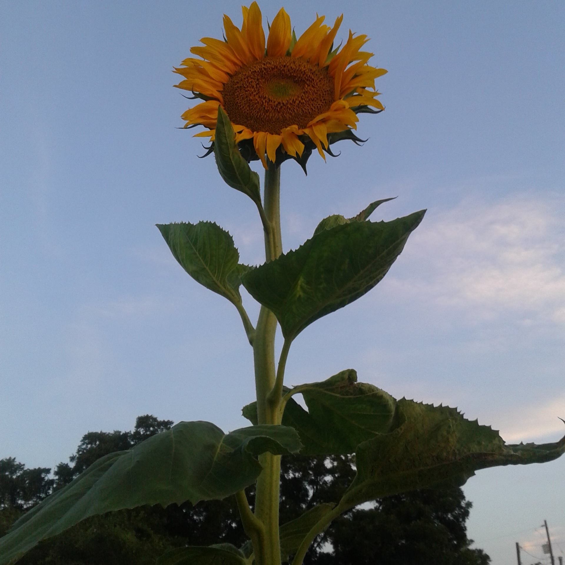 Jonathan's Flower
