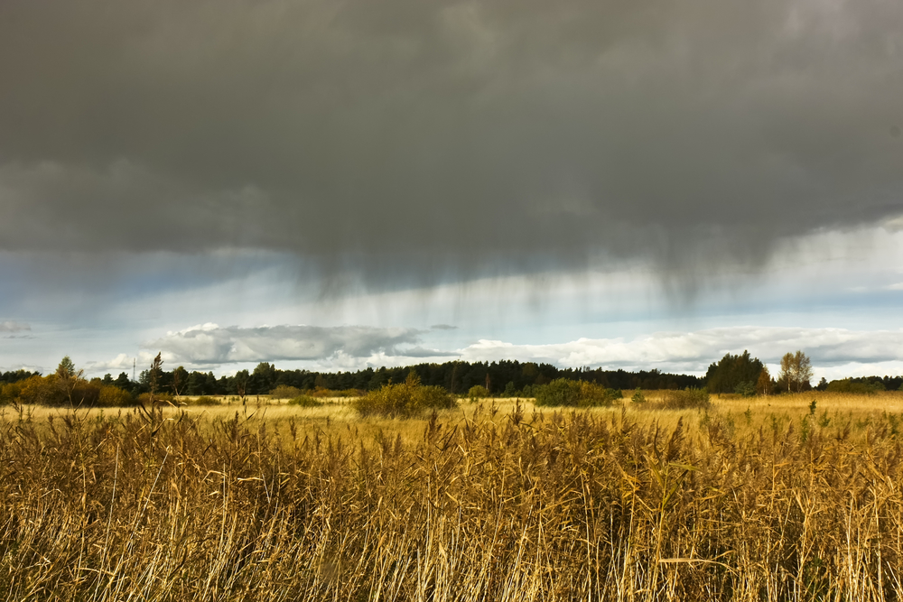 Wheat Field