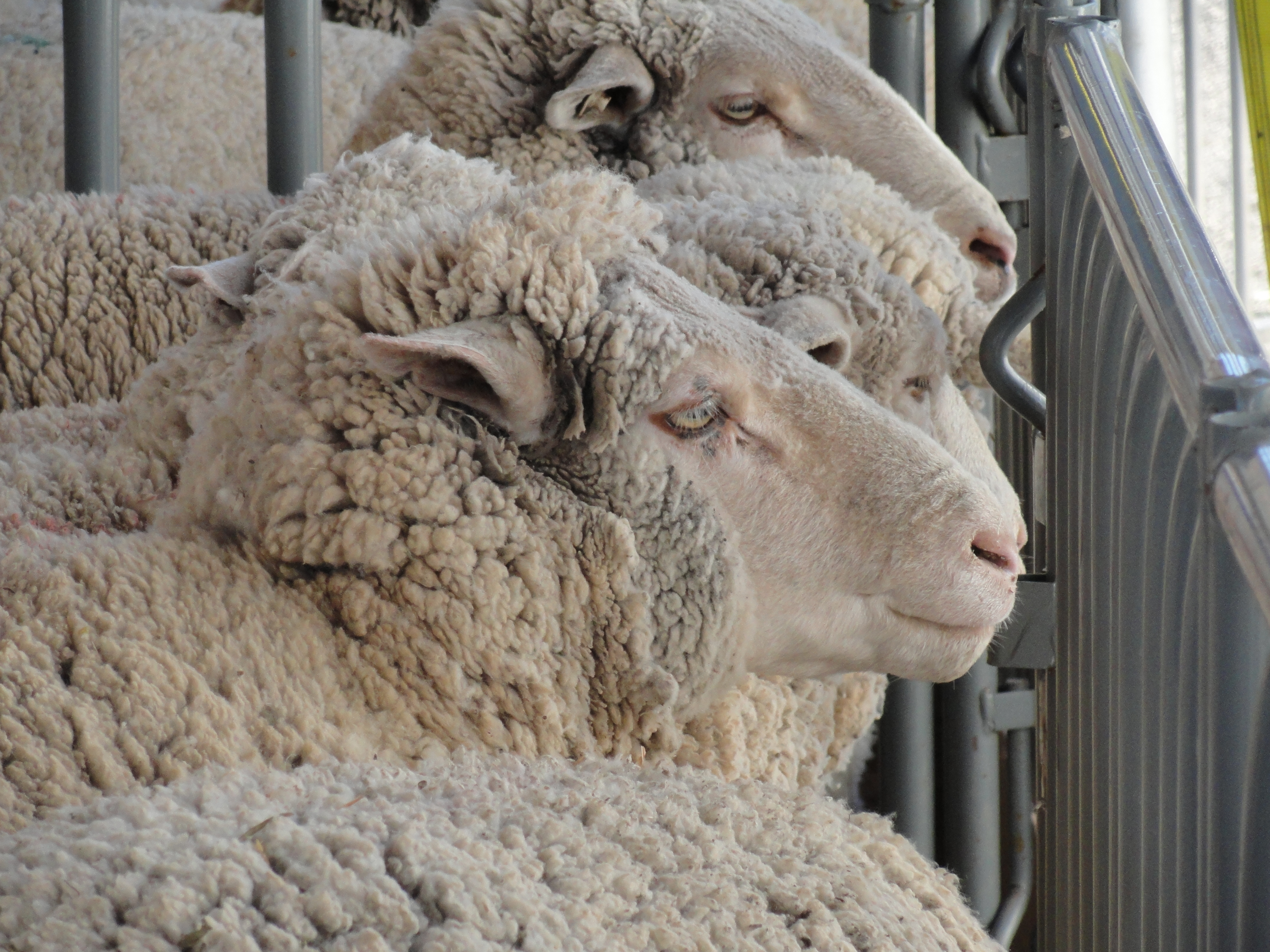 Mutton Bustin' 2016 (LIVE! Photo/Holiday Bailey)