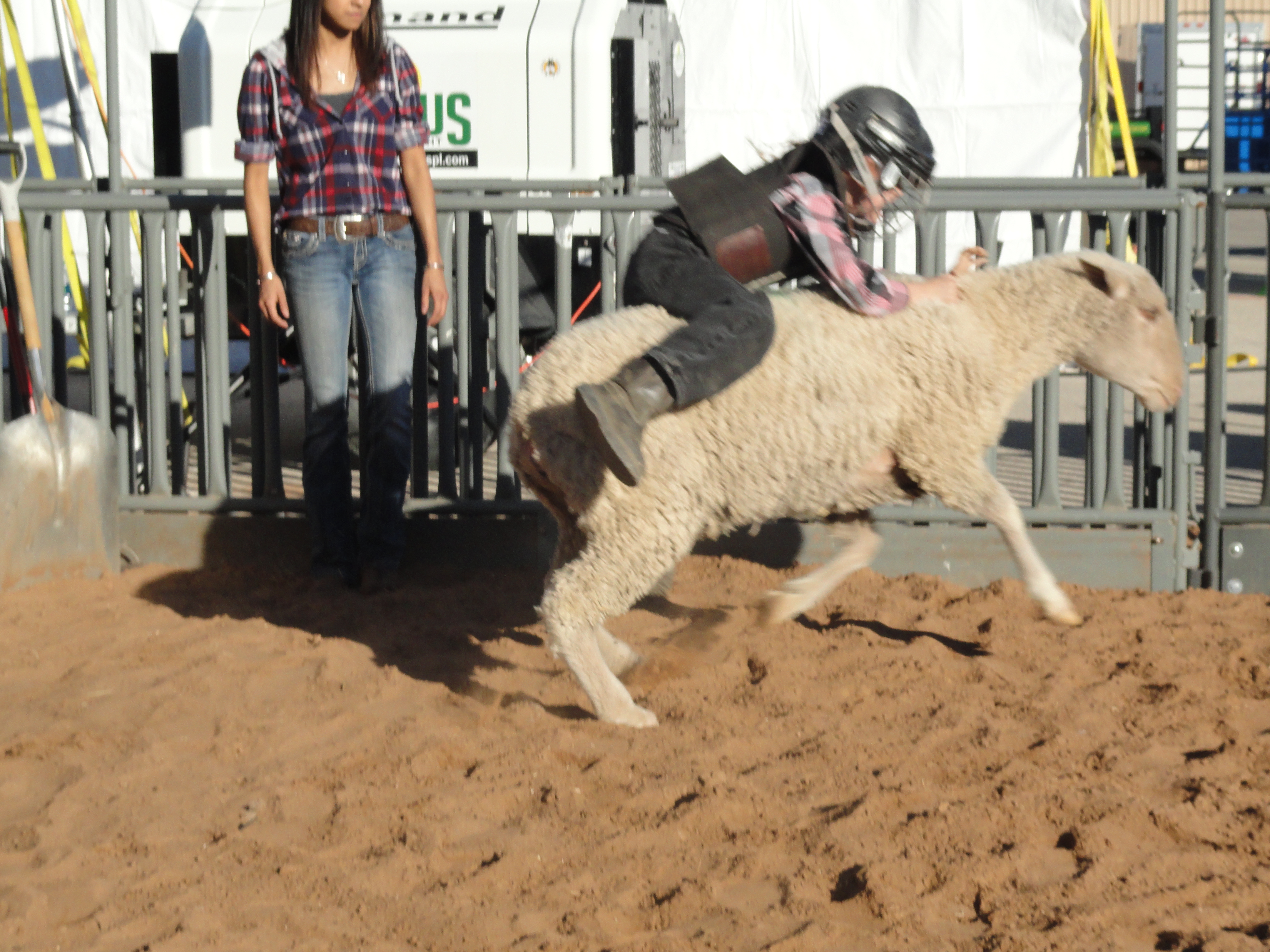 Mutton Bustin' 2016 (LIVE! Photo/Holiday Bailey)