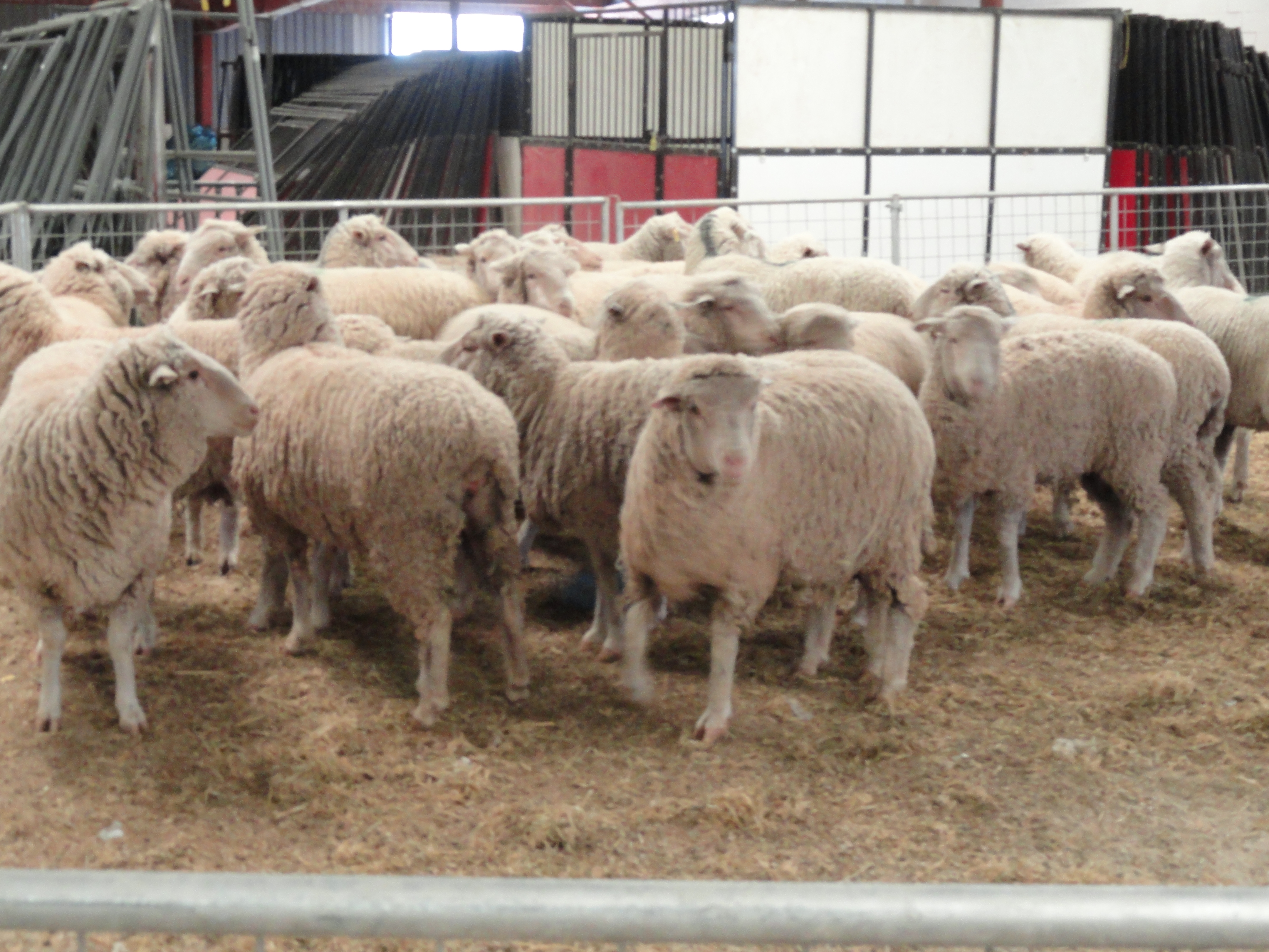 Mutton Bustin' 2016 (LIVE! Photo/Holiday Bailey)