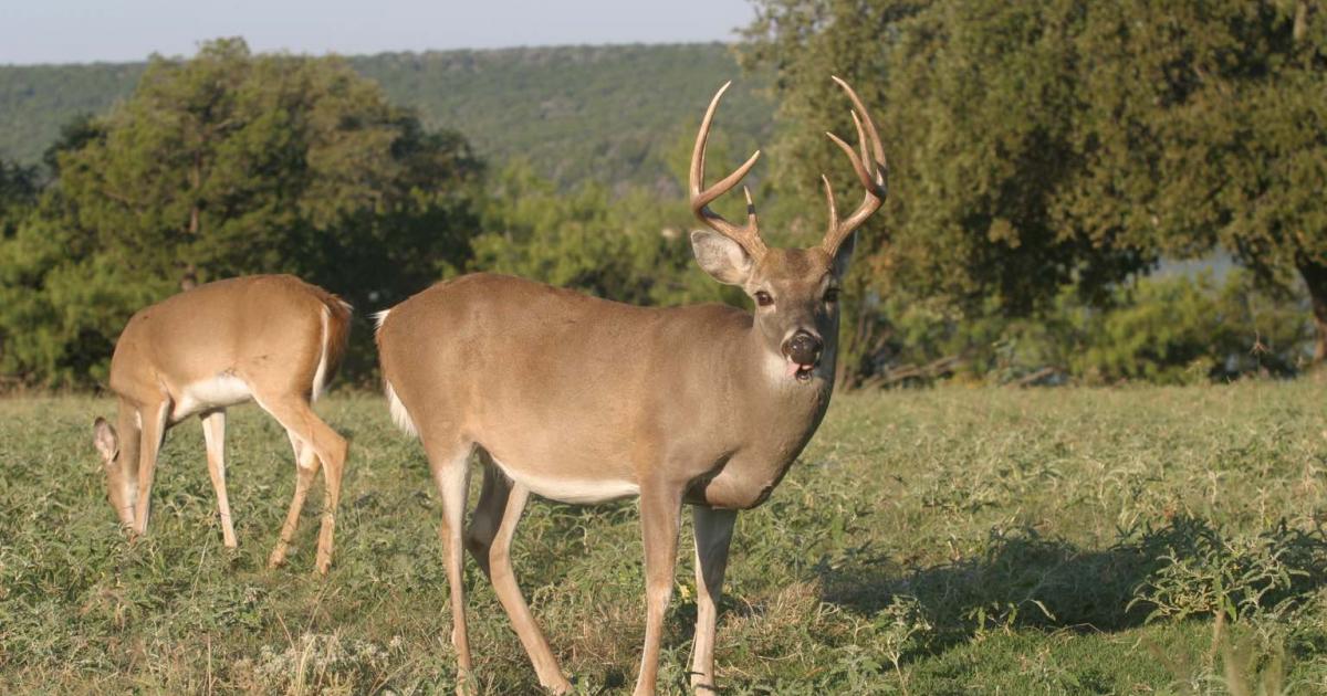 Archery Season Begins For Deer and Turkey. Here's Where to Hunt for Free.