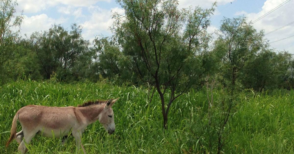 The global donkey population is difficult to determine, he said. Most nations, including the U.S., do not count the domestic donkey as "livestock" and so do not report herd numbers to agricultural departments, said Duncan. (Contributed Photo/David Duncan) The global donkey population is difficult to determine, he said. Most nations, including the U.S., do not count the domestic donkey as "livestock" and so do not report herd numbers to agricultural departments, said Duncan. (Contributed Photo/David Duncan)