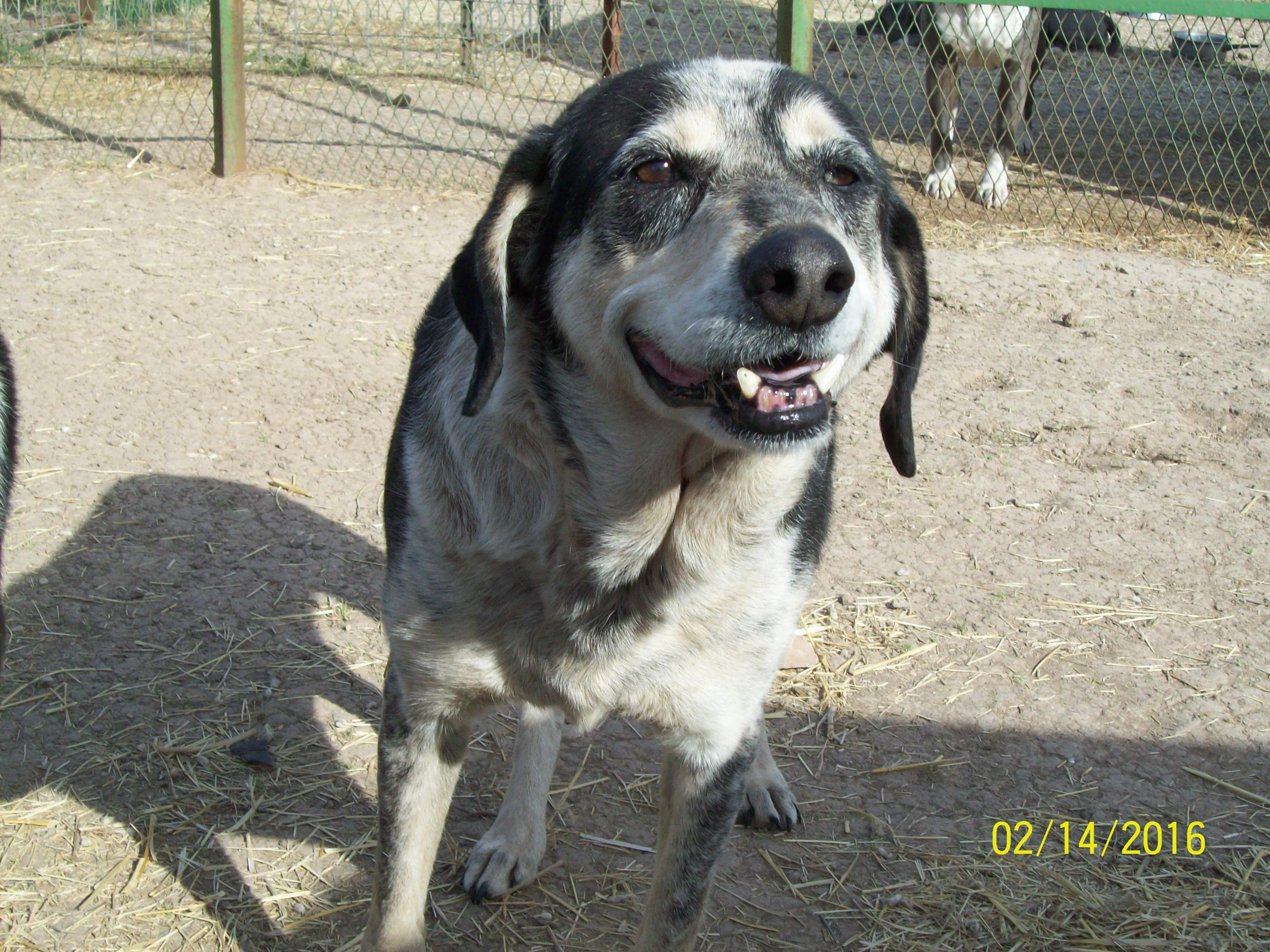 Vancourt Dog Rescue (LIVE! Photo/Holiday Bailey)