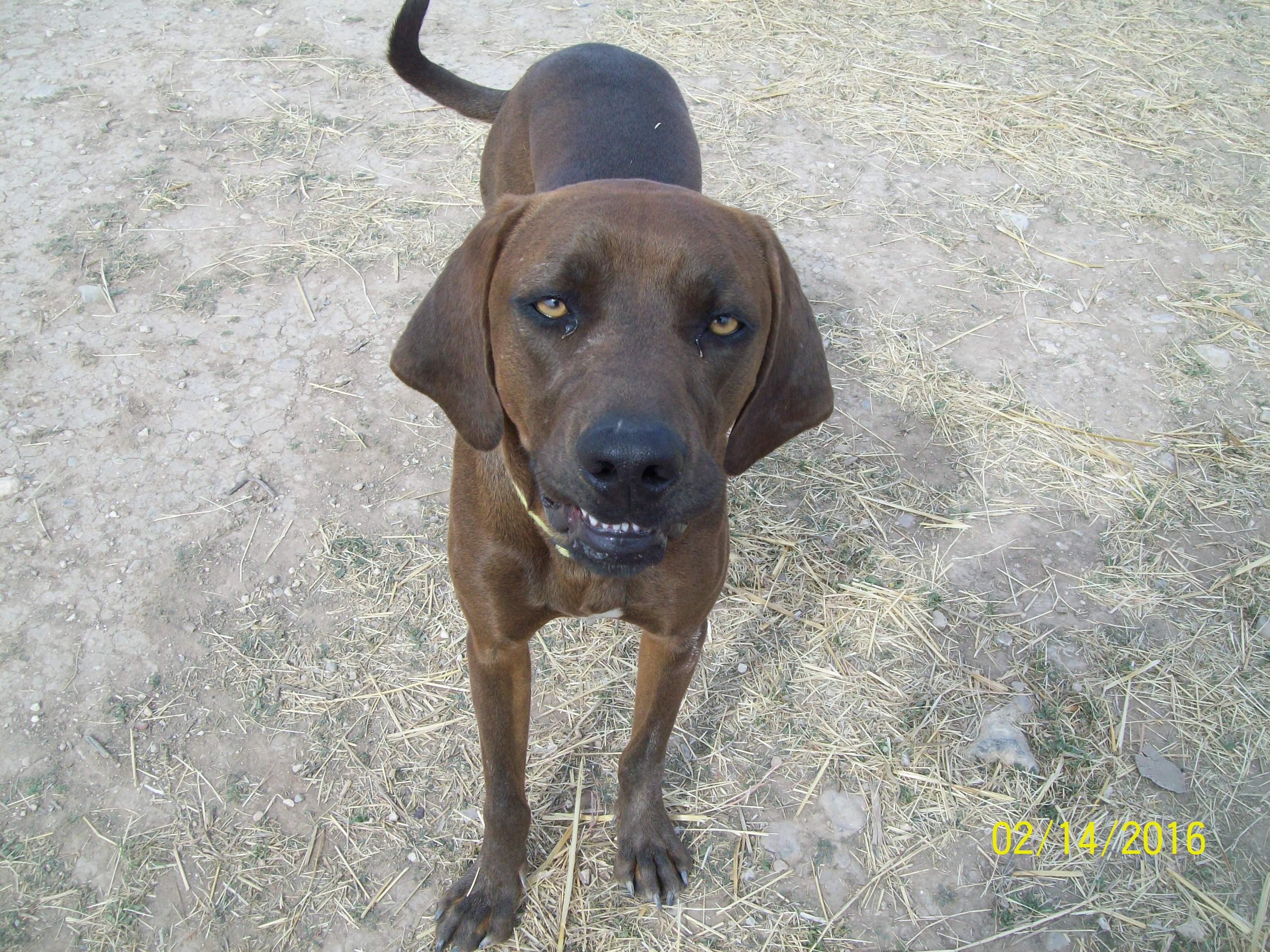 Vancourt Dog Rescue (LIVE! Photo/Holiday Bailey)