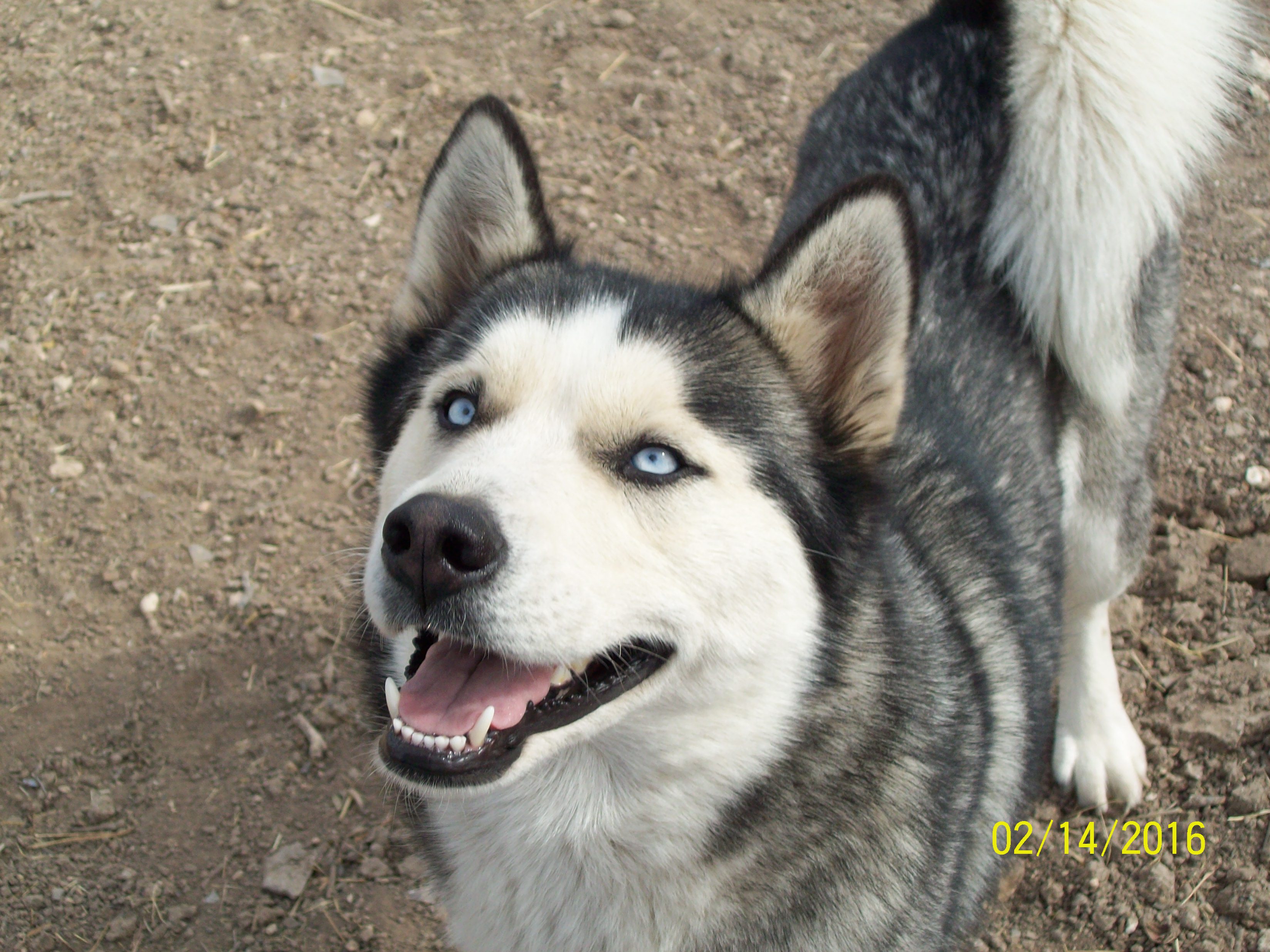 Vancourt Dog Rescue (LIVE! Photo/Holiday Bailey)