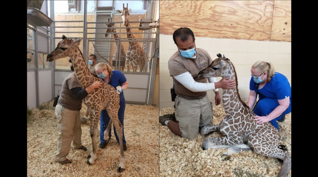 Abilene Zoo Baby Giraffe (Contributed / Abilene Zoo)