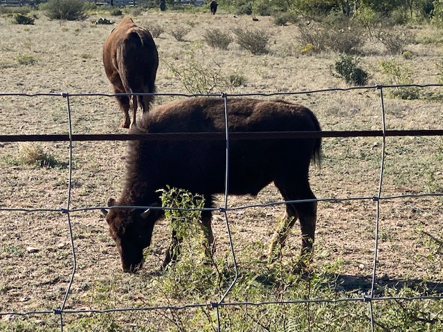 Bison at San Angelo State Park (LIVE! Photo/Yantis Green) Bison at San Angelo State Park (LIVE! Photo/Yantis Green)