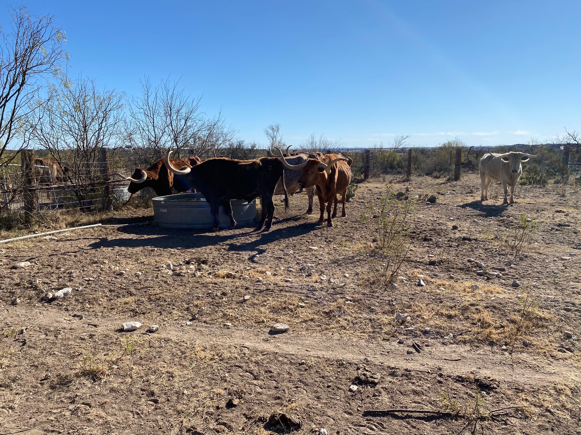 Longhorn Cattle at San Angelo State Park (LIVE! Photo/Yantis Green) Longhorn Cattle at San Angelo State Park (LIVE! Photo/Yantis Green)