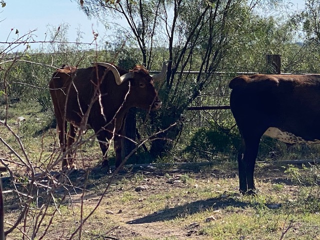 Longhorn Cattle at San Angelo State Park (LIVE! Photo/Yantis Green) Longhorn Cattle at San Angelo State Park (LIVE! Photo/Yantis Green)