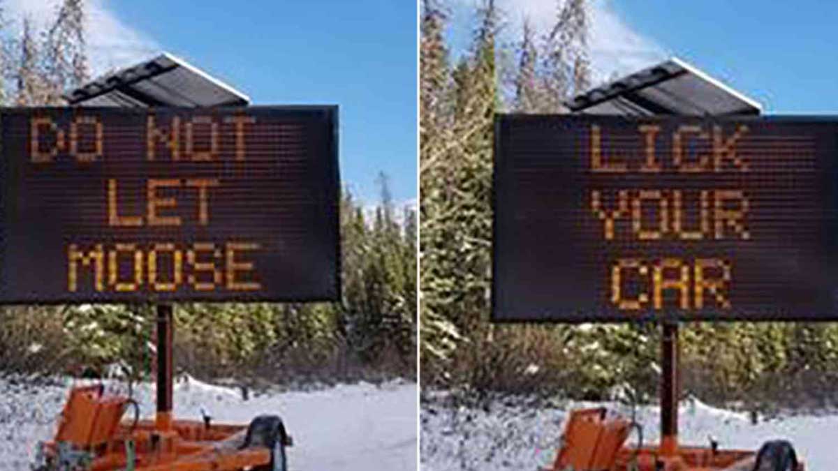 Don't let a moose lick your car Don't let a moose lick your car