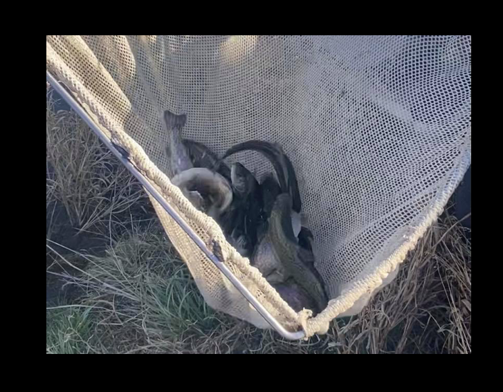 300 Trout Stocked at State Park 300 Trout Stocked at State Park