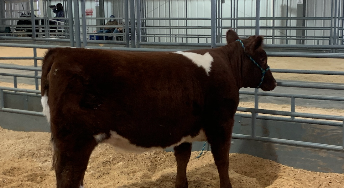 Breeding Cows at the 2021 San Angelo Live Stock Show Breeding Cows at the 2021 San Angelo Live Stock Show