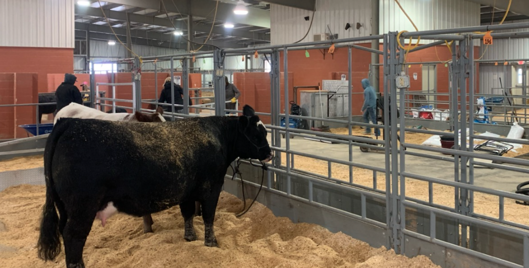 Breeding Cows at the 2021 San Angelo Live Stock Show Breeding Cows at the 2021 San Angelo Live Stock Show