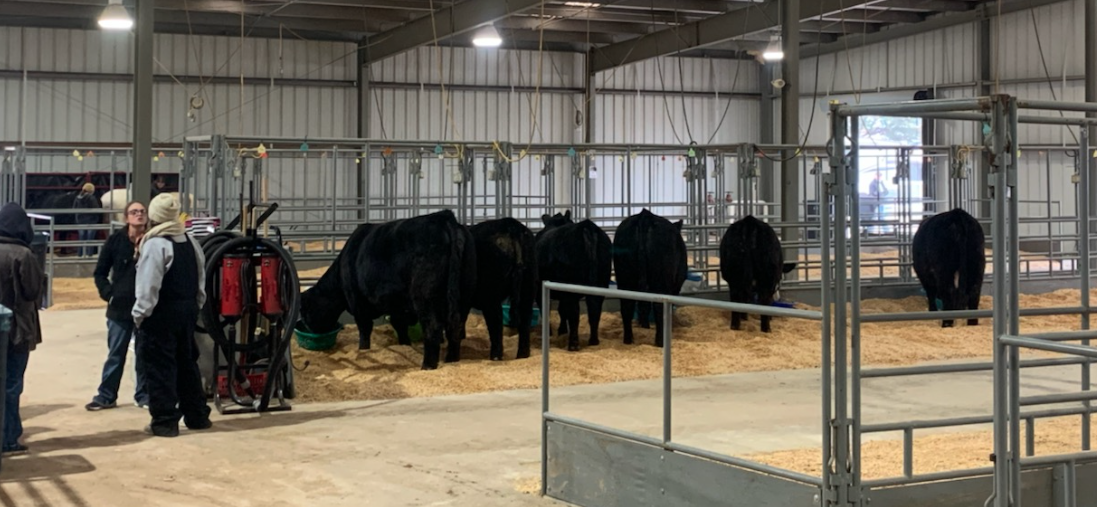 Breeding Cows at the 2021 San Angelo Live Stock Show Breeding Cows at the 2021 San Angelo Live Stock Show