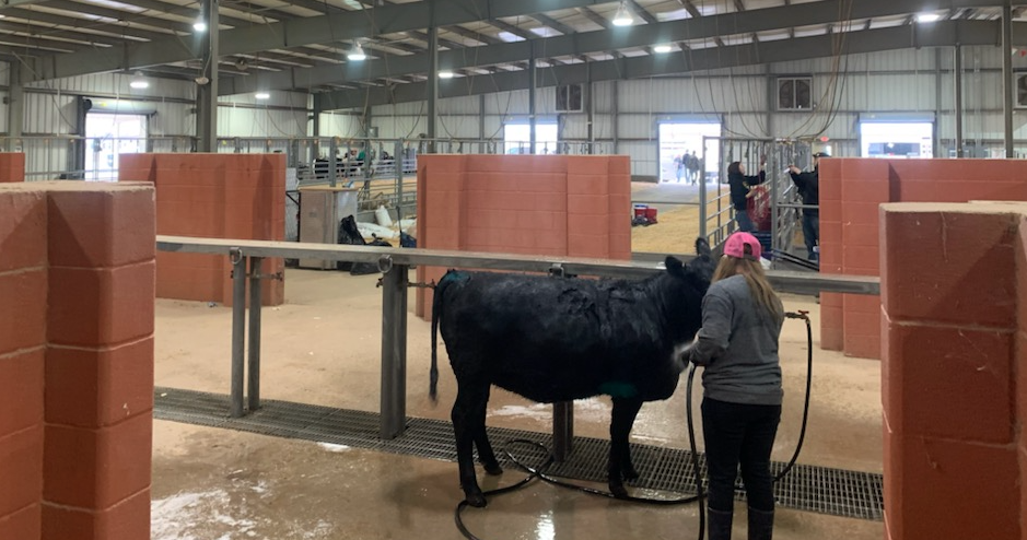 Breeding Cows at the 2021 San Angelo Live Stock Show Breeding Cows at the 2021 San Angelo Live Stock Show