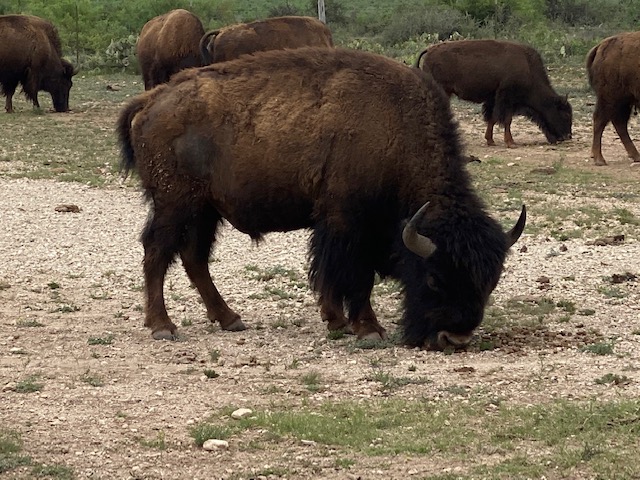 Bison at San Angelo State Park May 2021 (LIVE! Photo/Yantis Green)