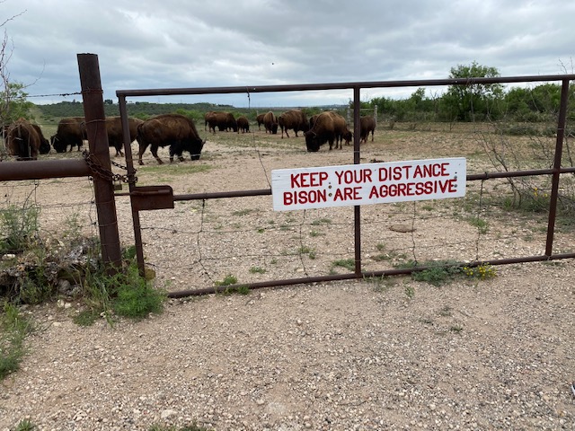 Bison at San Angelo State Park May 2021 (LIVE! Photo/Yantis Green)