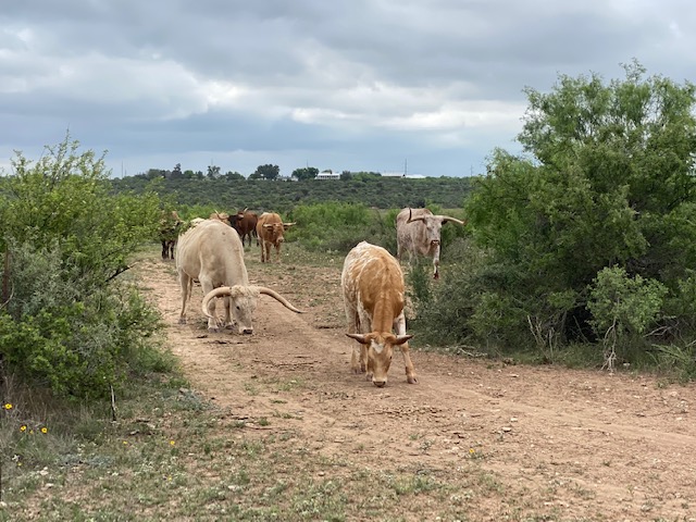 Longhorns at San Angelo State Park May 2021 (LIVE! Photo/Yantis Green)