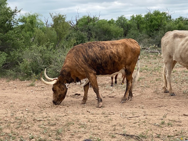 Longhorns at San Angelo State Park May 2021 (LIVE! Photo/Yantis Green)