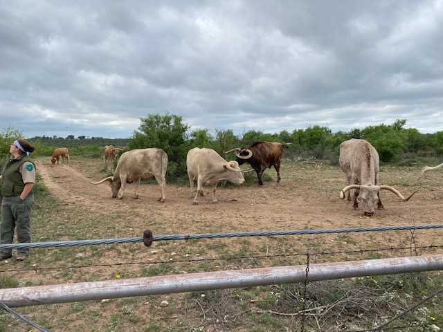 Longhorns at San Angelo State Park May 2021 (LIVE! Photo/Yantis Green)
