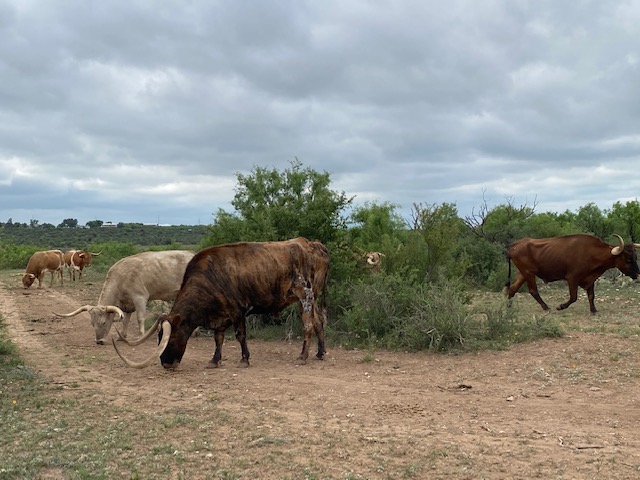 Longhorns at San Angelo State Park May 2021 (LIVE! Photo/Yantis Green)