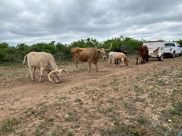 Longhorns at San Angelo State Park May 2021 (LIVE! Photo/Yantis Green)