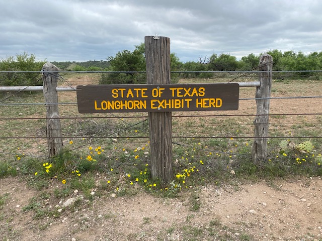 Longhorns at San Angelo State Park May 2021 (LIVE! Photo/Yantis Green)