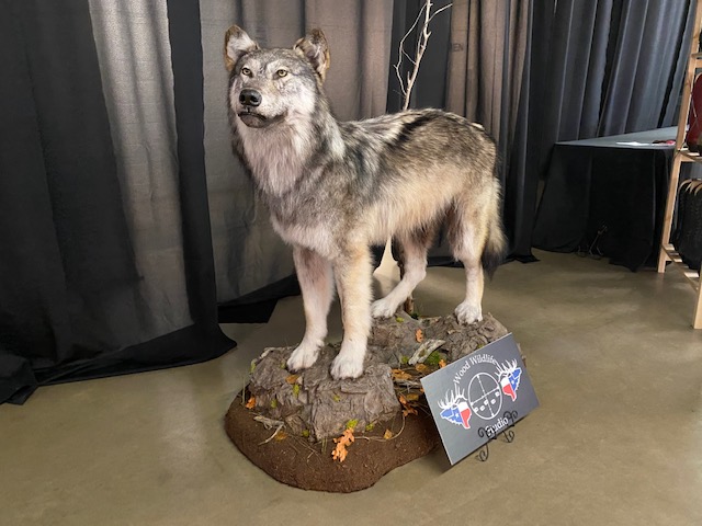 SCI 2021 Banquet Wolf (LIVE! Photo/Yantis Green) SCI 2021 Banquet Wolf (LIVE! Photo/Yantis Green)