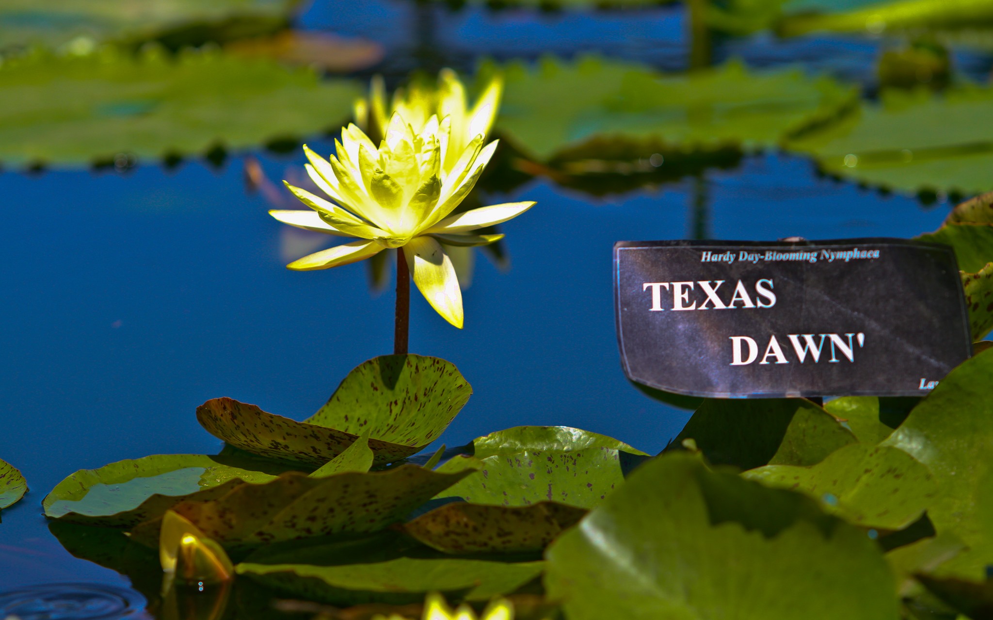 Nymphaea 'Texas Dawn' Nymphaea 'Texas Dawn'