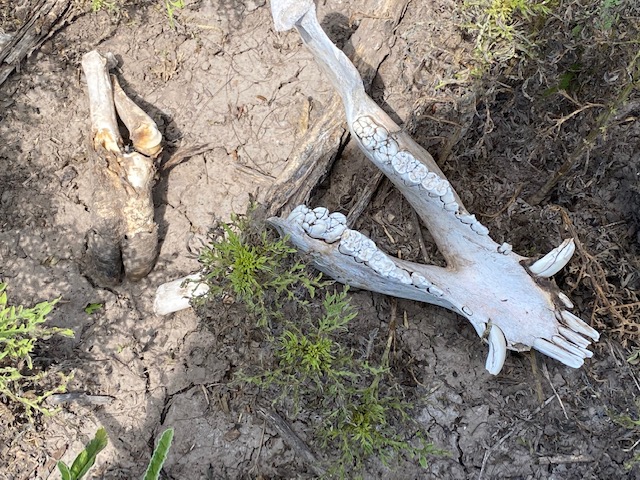 Javalina Bones San Angelo State Park (LIVE! Photo/Yantis Green) Javalina Bones San Angelo State Park (LIVE! Photo/Yantis Green)