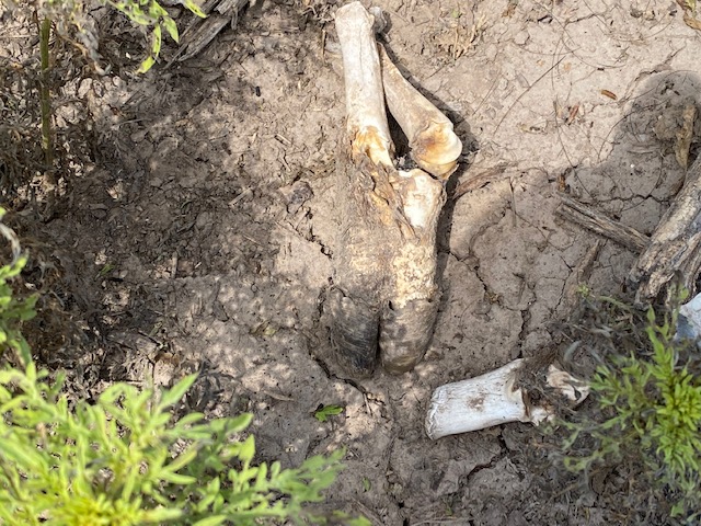 Javalina Bones San Angelo State Park (LIVE! Photo/Yantis Green) Javalina Bones San Angelo State Park (LIVE! Photo/Yantis Green)
