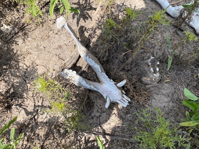 Javalina Bones San Angelo State Park (LIVE! Photo/Yantis Green) Javalina Bones San Angelo State Park (LIVE! Photo/Yantis Green)