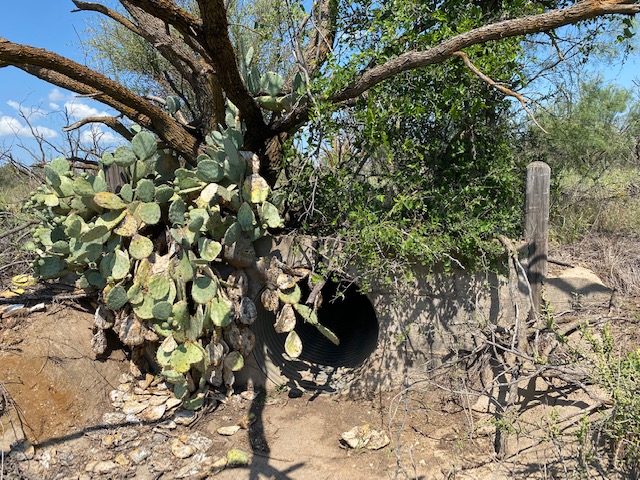 Barrel Drain Under Abandoned Road in San Angelo State Park (LIVE! Photo/Yantis Green) Barrel Drain Under Abandoned Road in San Angelo State Park (LIVE! Photo/Yantis Green)