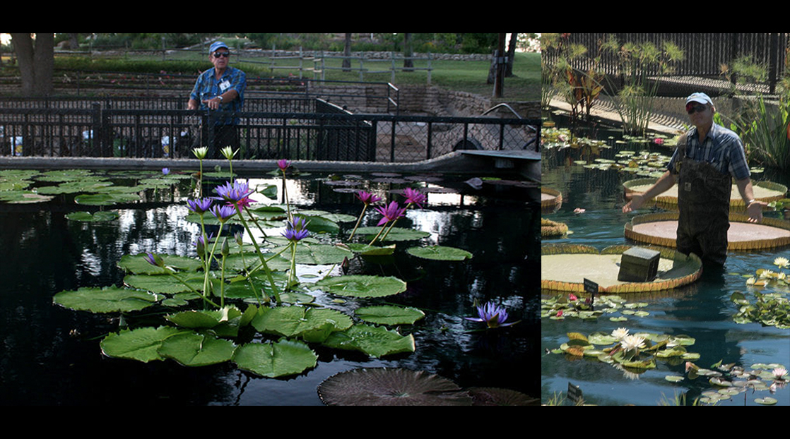 Ken Landon at the International Waterlily Collection Ken Landon at the International Waterlily Collection