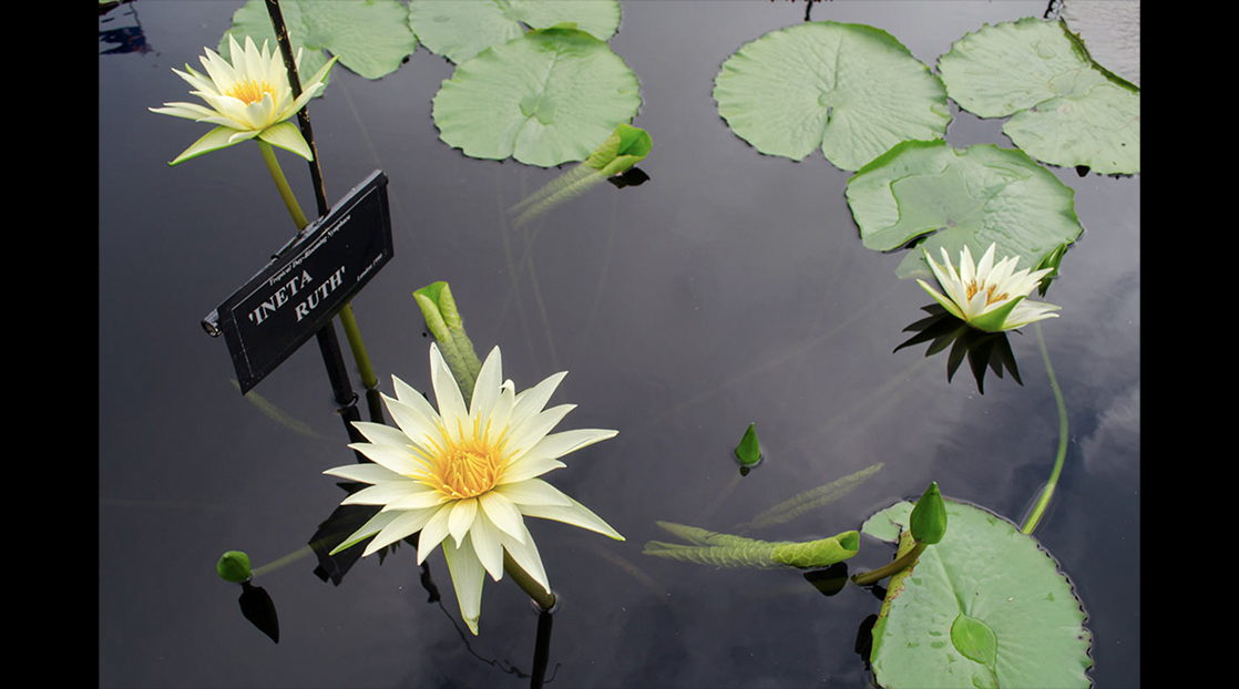 Nymphaea Ineta Ruth Nymphaea Ineta Ruth