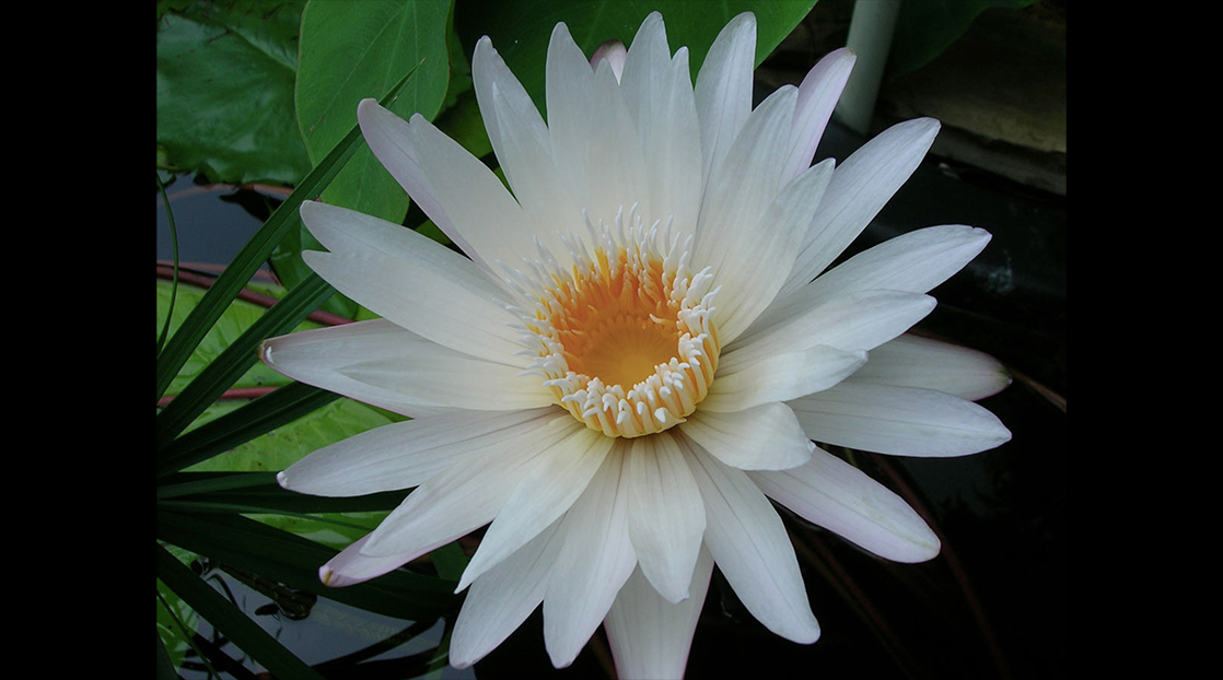 Nymphaea Infinite Love Nymphaea Infinite Love