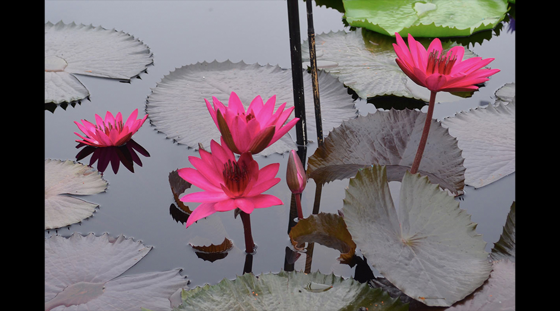 Nymphaea Jennifer Rebecca Nymphaea Jennifer Rebecca