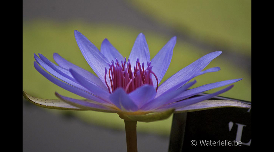 Nymphaea Lone Star Nymphaea Lone Star