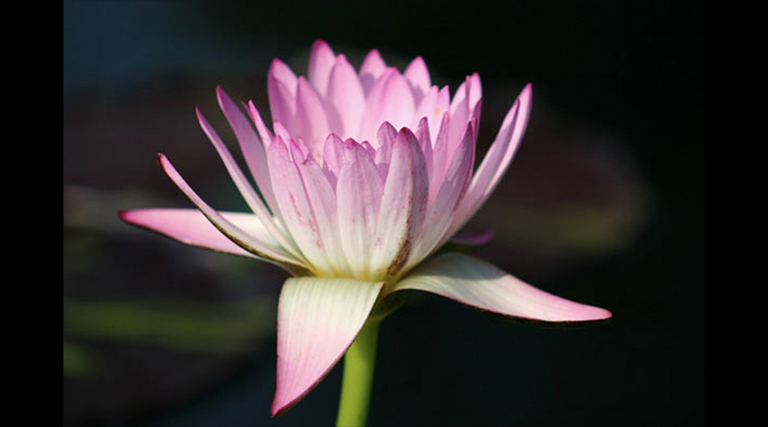 Nymphaea Mindy Lynn Nymphaea Mindy Lynn