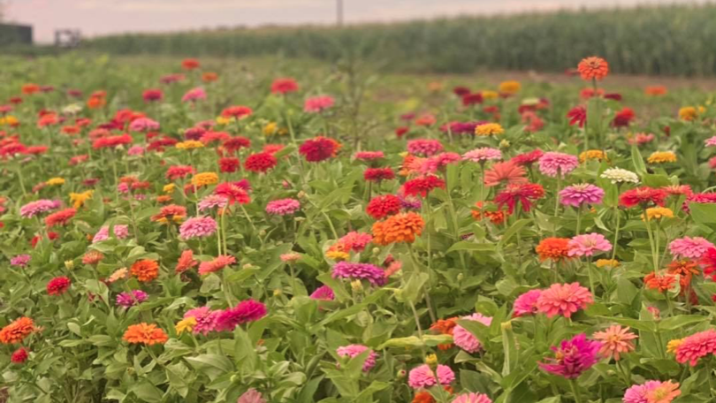 Flowers at the Circle S Acres