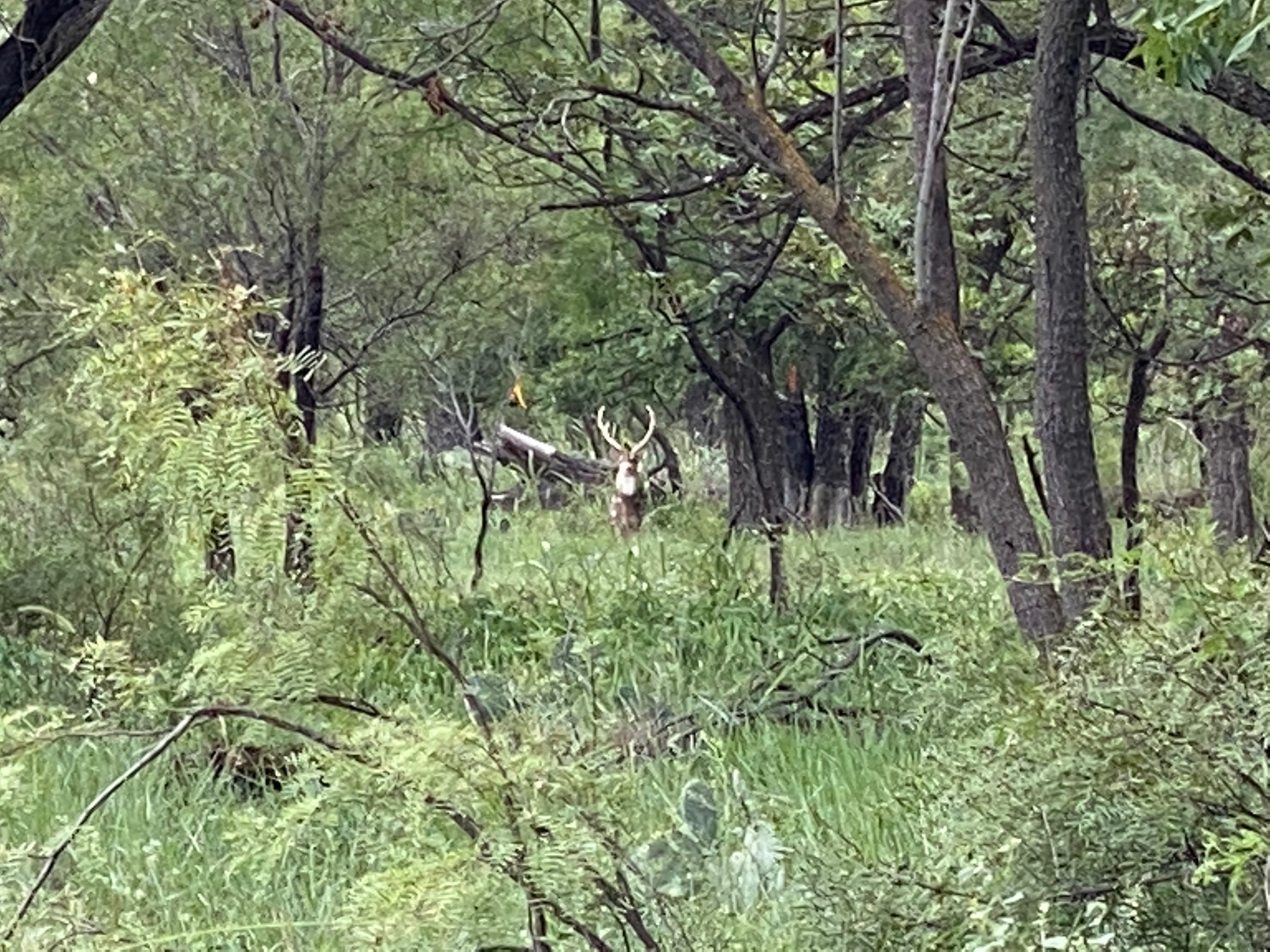 Axis Buck San Angelo State Park (LIVE! Photo/Yantis Green) Axis Buck San Angelo State Park (LIVE! Photo/Yantis Green)