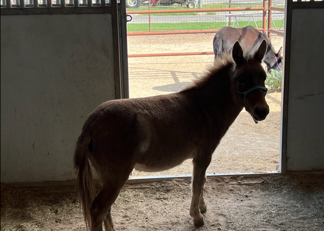 National Mule Day at Fort Concho National Mule Day at Fort Concho
