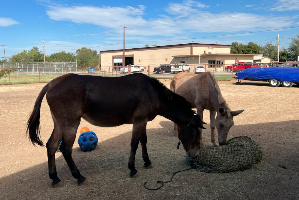 National Mule Day at Fort Concho National Mule Day at Fort Concho