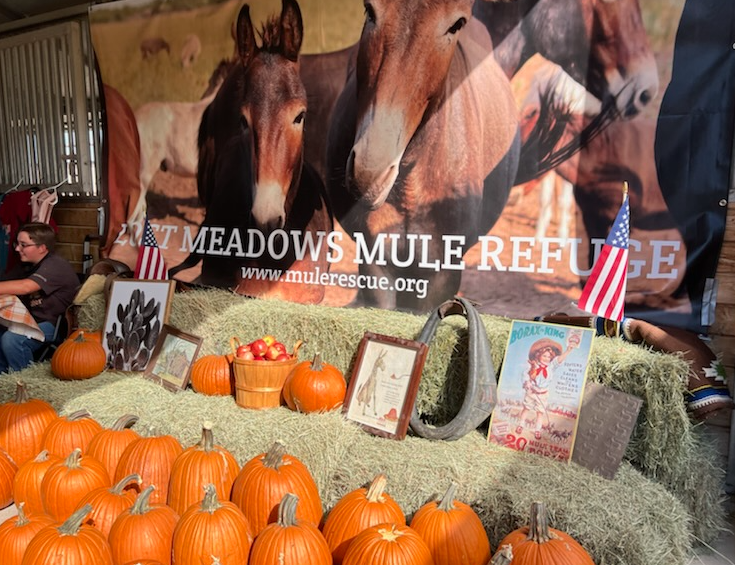 National Mule Day at Fort Concho National Mule Day at Fort Concho