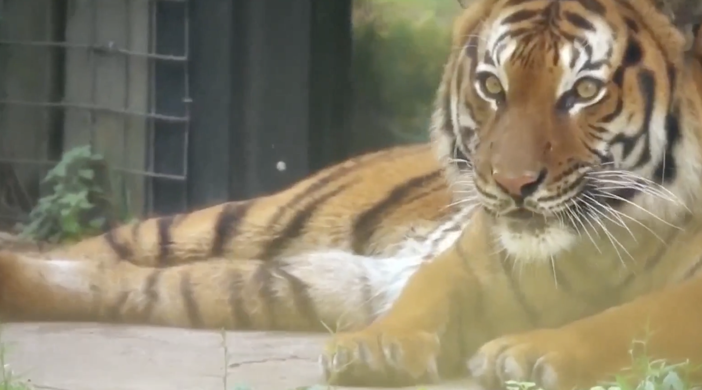 WARNING: Graphic Video of Vicious Tiger Attack