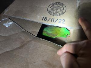 Illegal Parrot Seized by CBP in Eagle Pass (Courtesy/CBP) Illegal Parrot Seized by CBP in Eagle Pass (Courtesy/CBP)
