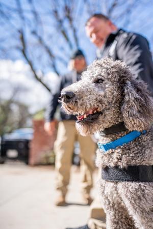 Border Patrol Emotional Support K-9 Poodle (Courtesy/CBP) Border Patrol Emotional Support K-9 Poodle (Courtesy/CBP)