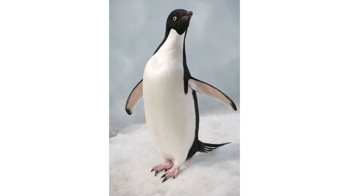 Penguin poop is full of ammonia, which reacts somehow with sulfuric gas from phytoplankton and forms fog. Penguin poop is full of ammonia, which reacts somehow with sulfuric gas from phytoplankton and forms fog.