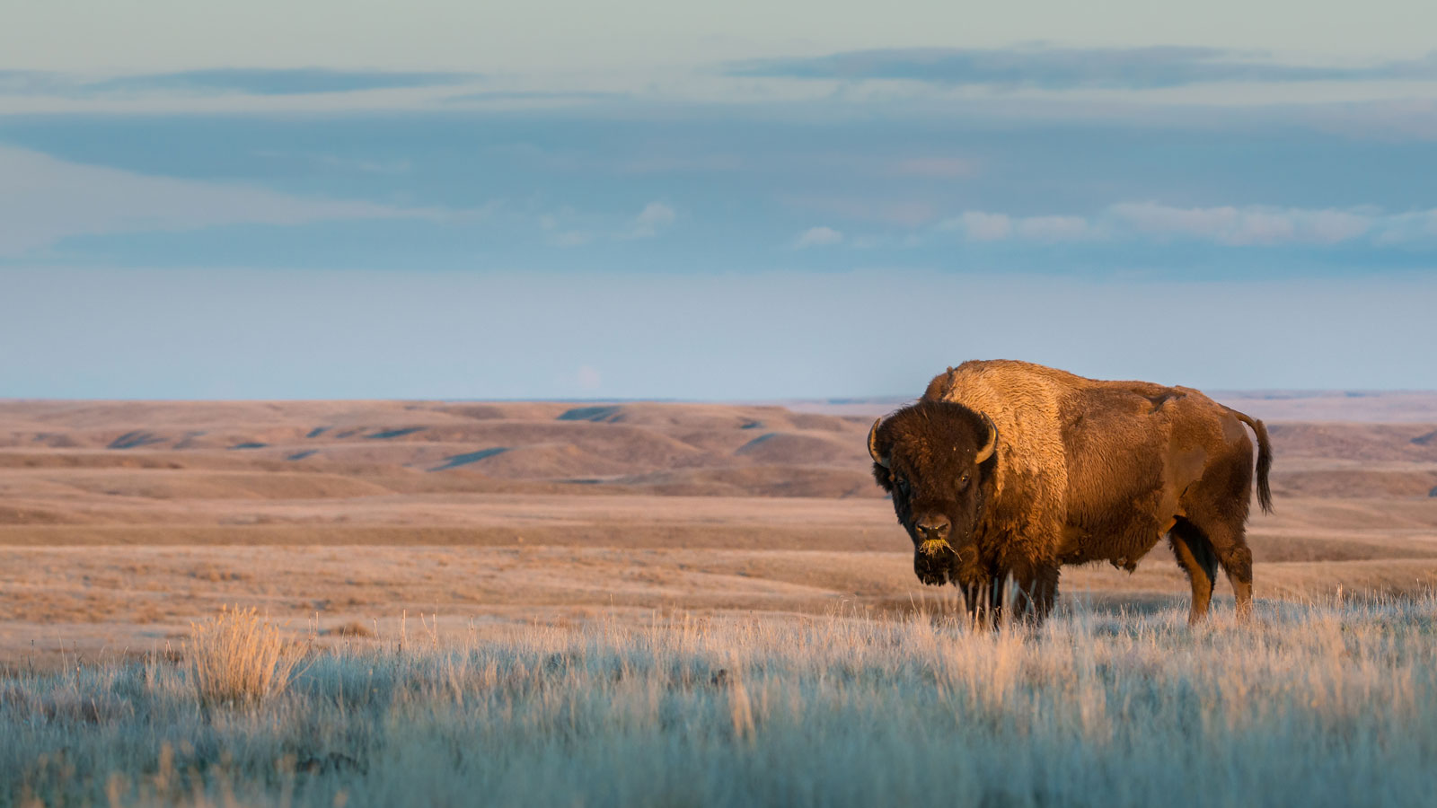 The animals I’ve always referred to as buffalo, the creatures that used to migrate up and down the great plains region of the US, are actually American bison, which are not exactly buffalo. The animals I’ve always referred to as buffalo, the creatures that used to migrate up and down the great plains region of the US, are actually American bison, which are not exactly buffalo.